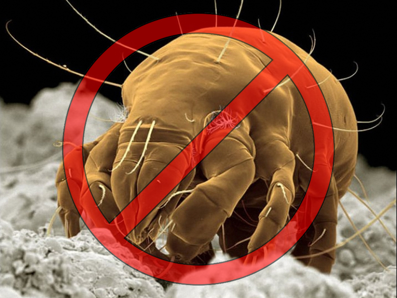 how to get rid of dust mite